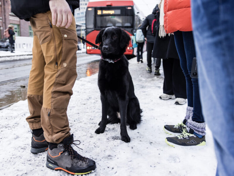 Fottøy på glatta - Personer med ulike skotøy og en hund på bussholdeplass om vinteren